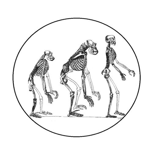 Thomas Henry Huxley: Evidence as to Man's Place in Nature, London 1863 (Frontisipiz)